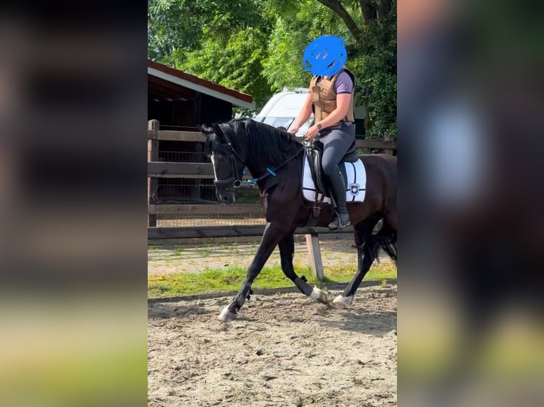 PRE Gelding 10 years 15,1 hh Black in Zierikzee