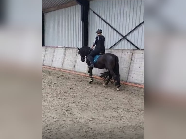 PRE Gelding 10 years 15,1 hh Black in Zierikzee