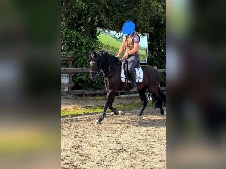 PRE Gelding 10 years 15,1 hh Black in Zierikzee