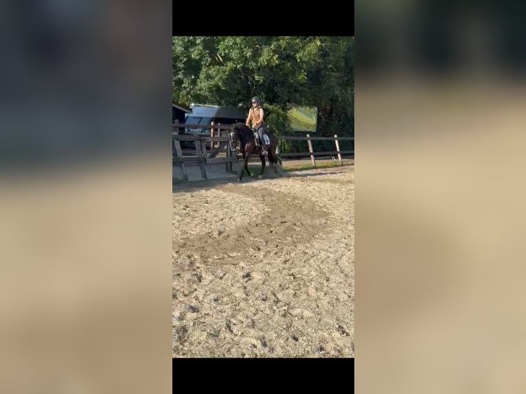 PRE Gelding 10 years 15,1 hh Black in Zierikzee