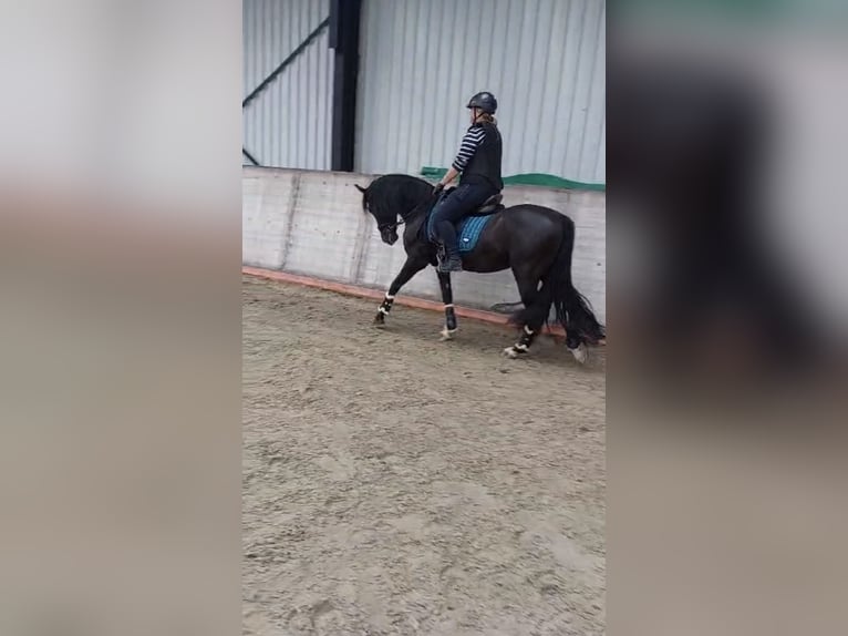 PRE Gelding 10 years 15,1 hh Black in Zierikzee