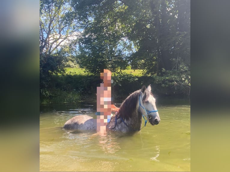 PRE Gelding 10 years 15,1 hh Gray-Dark-Tan in Titisee-Neustadt