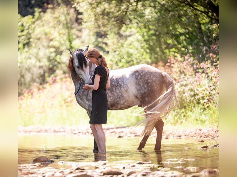 PRE Gelding 10 years 15,1 hh Gray-Dark-Tan in Titisee-Neustadt