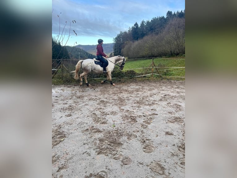 PRE Mix Gelding 10 years 15,1 hh Pinto in Gutach (Schwarzwaldbahn)