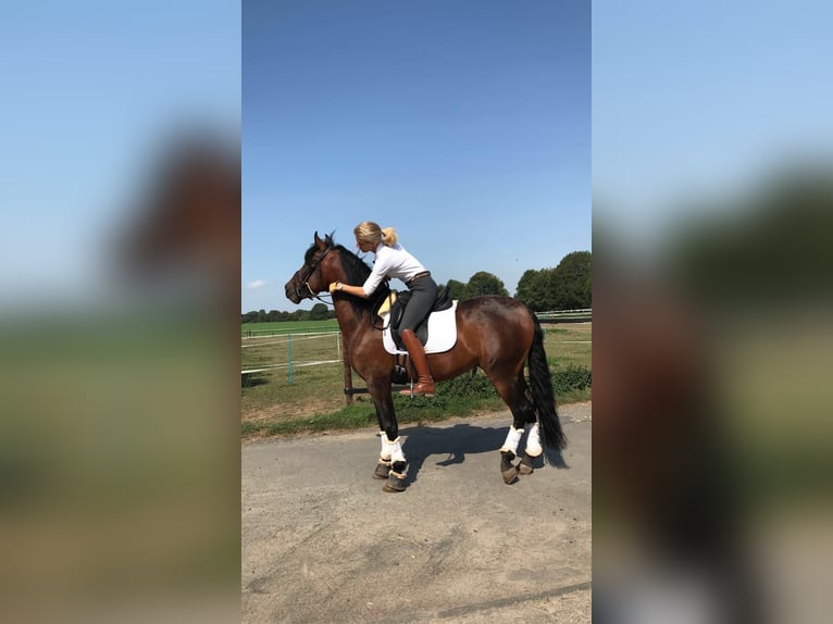 PRE Mix Gelding 10 years 15,2 hh Bay-Dark in Elsdorf