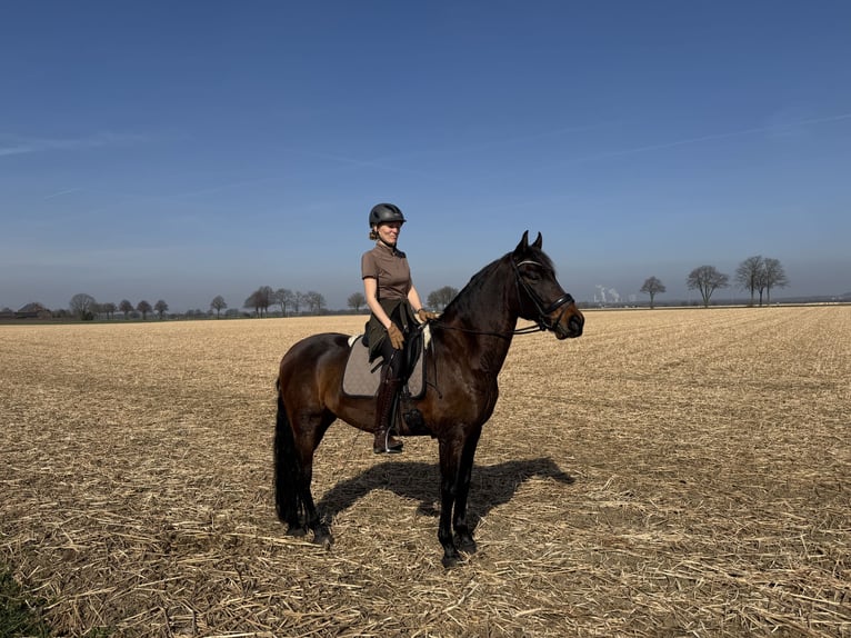 PRE Mix Gelding 10 years 15,2 hh Bay-Dark in Elsdorf