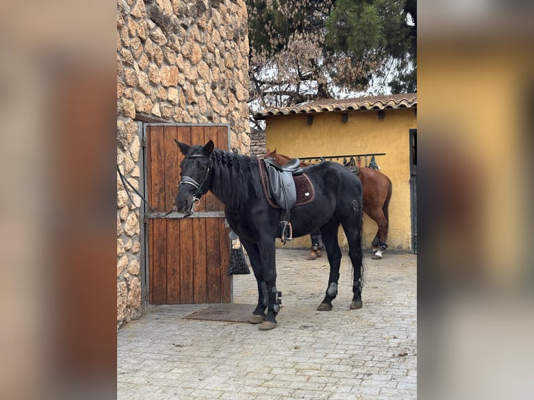 PRE Gelding 10 years 15.2 hh Black in Madrid