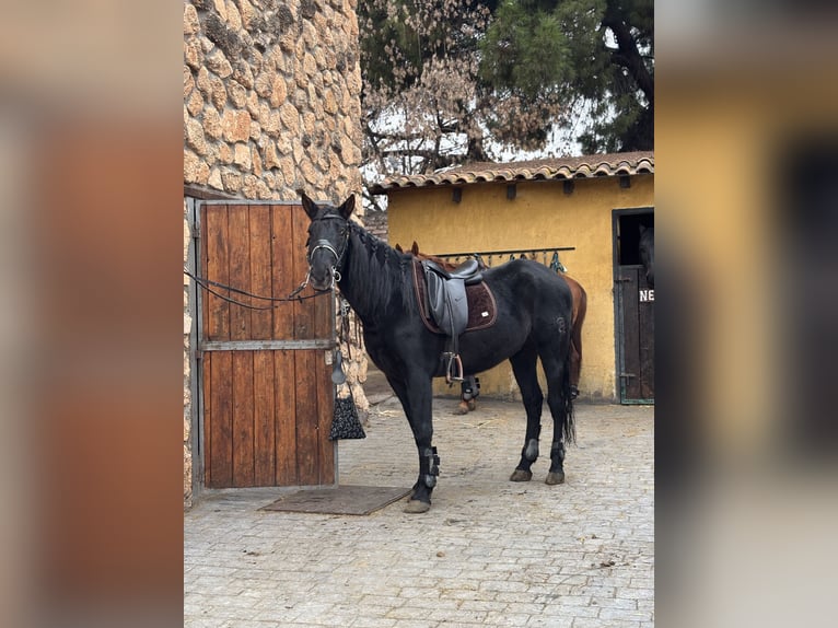 PRE Gelding 10 years 15.2 hh Black in Madrid