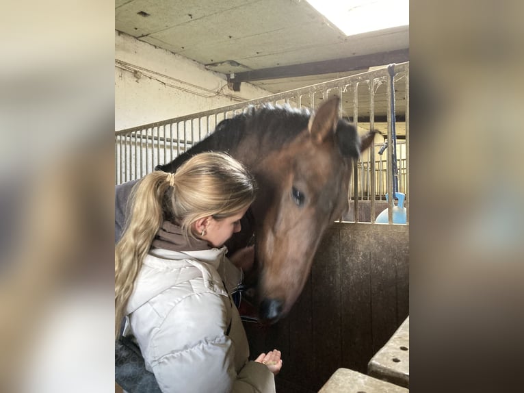 PRE Gelding 10 years 15,2 hh in Bermatingen