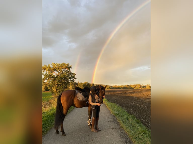 PRE Gelding 10 years 15,2 hh in Bermatingen