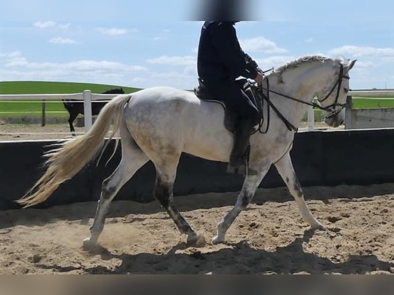 PRE Mix Gelding 10 years 15,2 hh Gray in Zamora