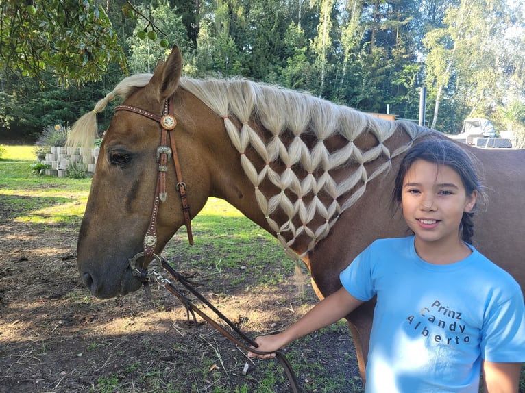 PRE Gelding 10 years 15.2 hh Palomino in Plauen
