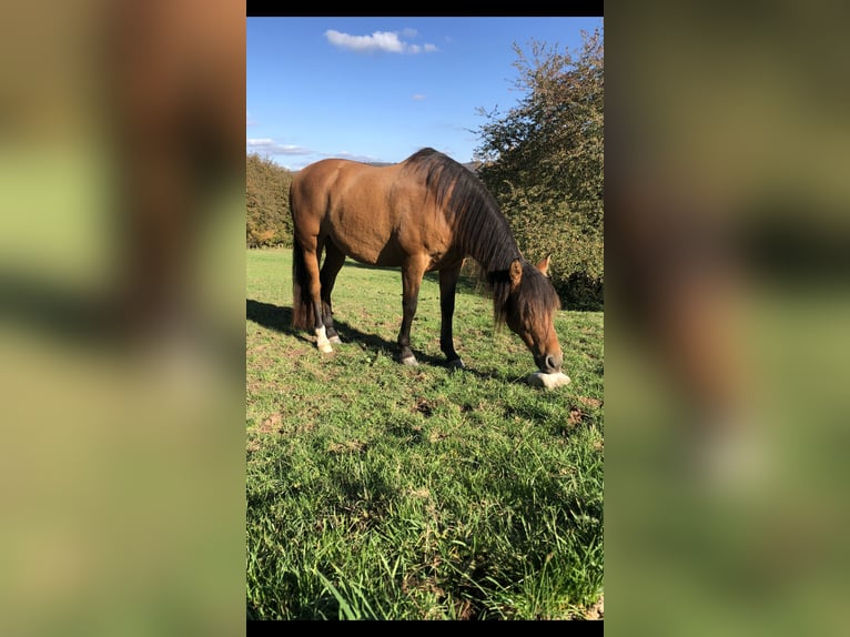 PRE Gelding 10 years 15,3 hh Brown in Sailauf