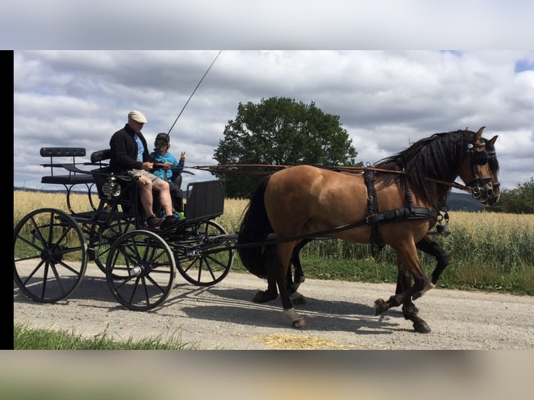 PRE Gelding 10 years 15,3 hh Brown in Sailauf