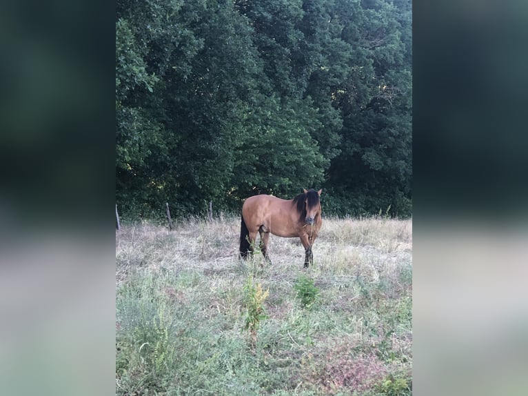 PRE Gelding 10 years 15,3 hh Brown in Sailauf