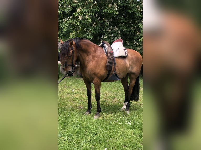 PRE Gelding 10 years 15,3 hh Brown in Sailauf