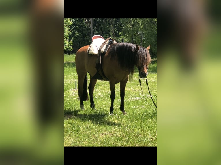 PRE Gelding 10 years 15,3 hh Brown in Sailauf