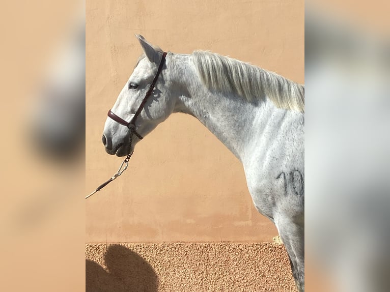 PRE Mix Gelding 10 years 15,3 hh Gray-Dapple in Martfeld