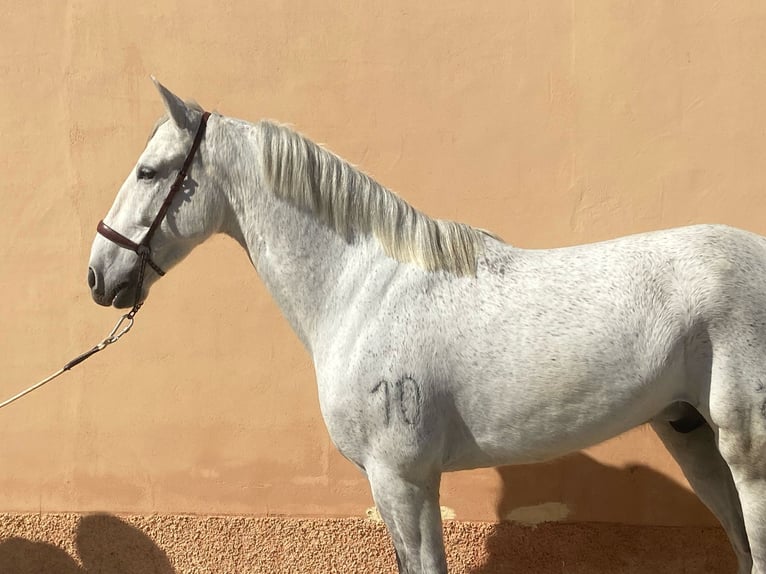 PRE Mix Gelding 10 years 15,3 hh Gray-Dapple in Martfeld