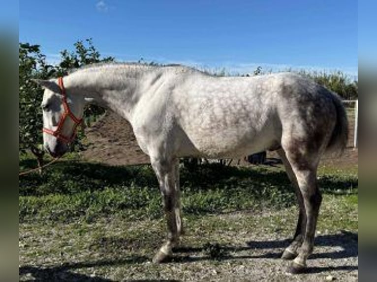 PRE Mix Gelding 10 years 15.3 hh Grey in Malaga