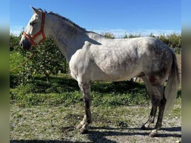 PRE Mix Gelding 10 years 15.3 hh Grey in Malaga