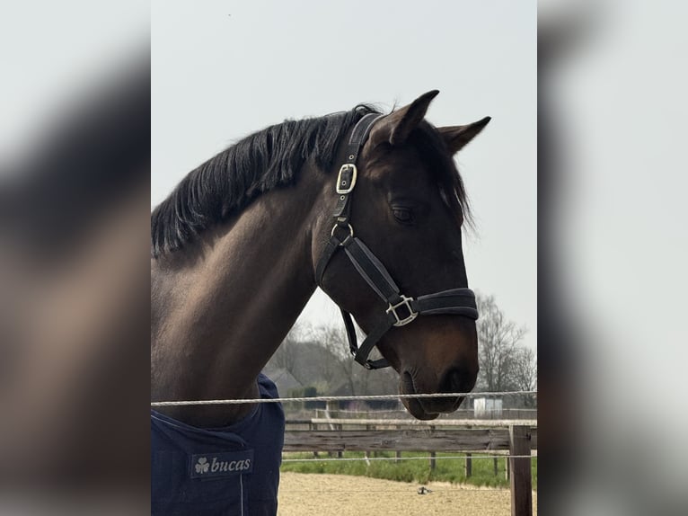 PRE Gelding 10 years 15.3 hh Smoky-Black in Emmerich