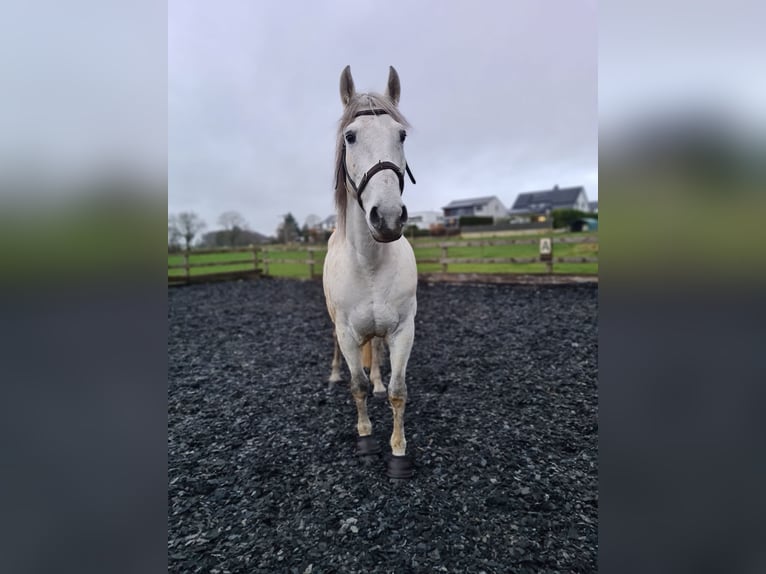 PRE Mix Gelding 10 years 15 hh Gray in Fingig