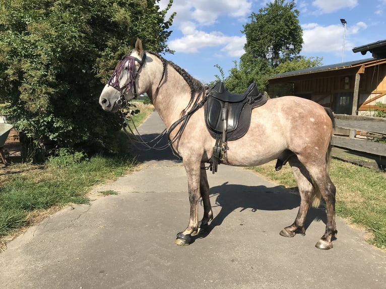 PRE Gelding 10 years 15,1 hh Grey-Dapple in Bundenbach