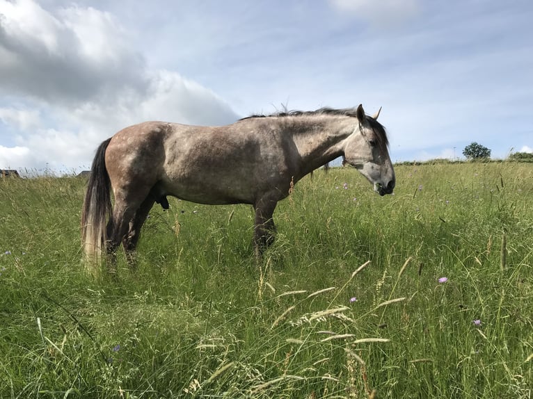 PRE Gelding 10 years 15,1 hh Grey-Dapple in Bundenbach