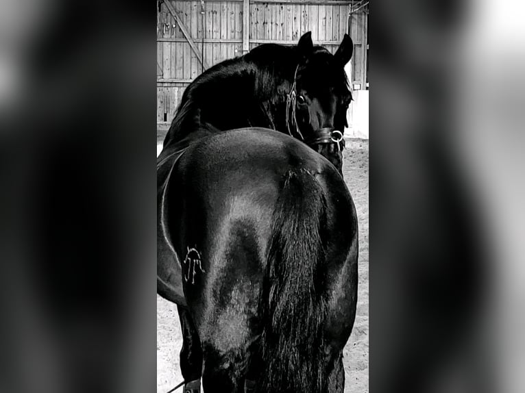 PRE Mix Gelding 10 years 15,2 hh Black in Henggart