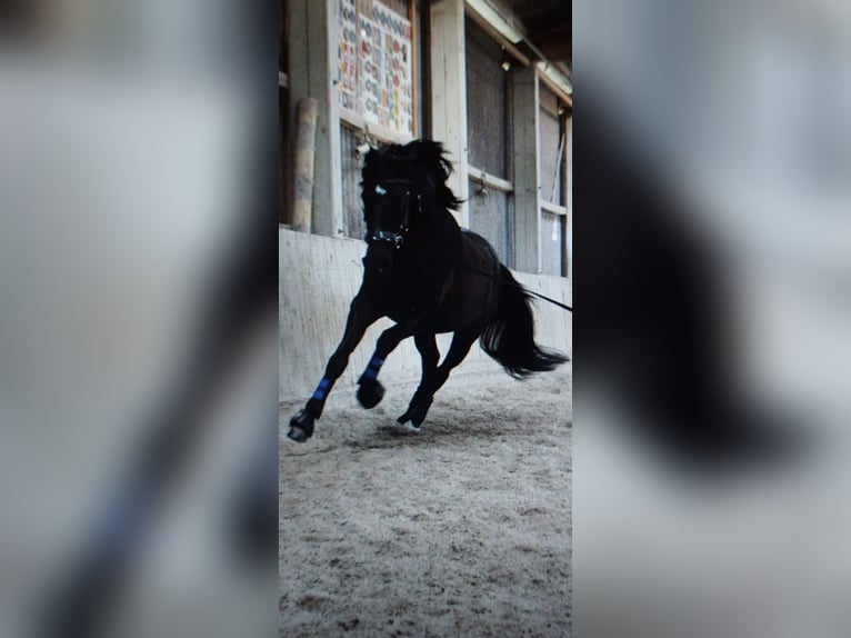 PRE Mix Gelding 10 years 15,2 hh Black in Henggart