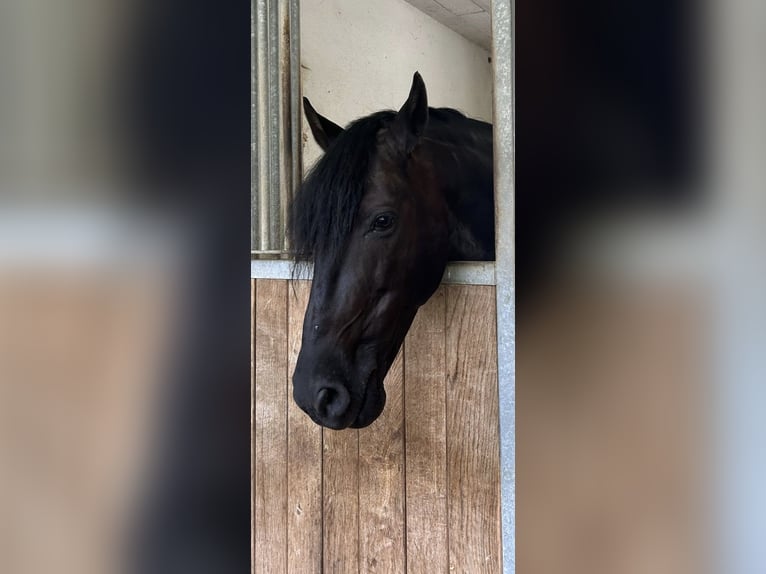PRE Mix Gelding 10 years 15,2 hh Black in Henggart