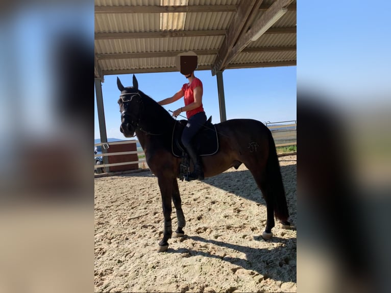 PRE Mix Gelding 10 years 15,2 hh Black in Henggart