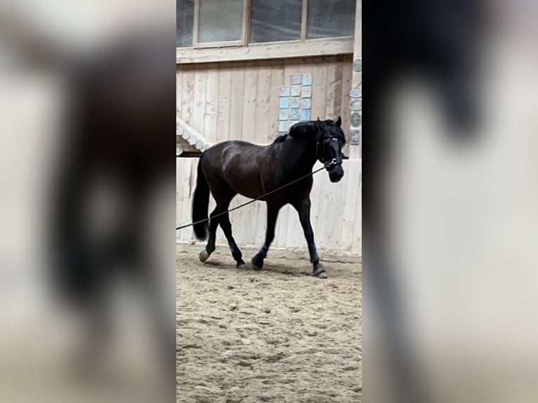 PRE Mix Gelding 10 years 15,2 hh Black in Henggart