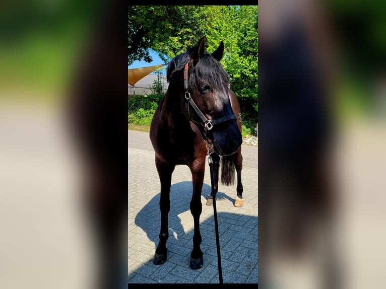PRE Mix Gelding 10 years 15,2 hh Black in Henggart