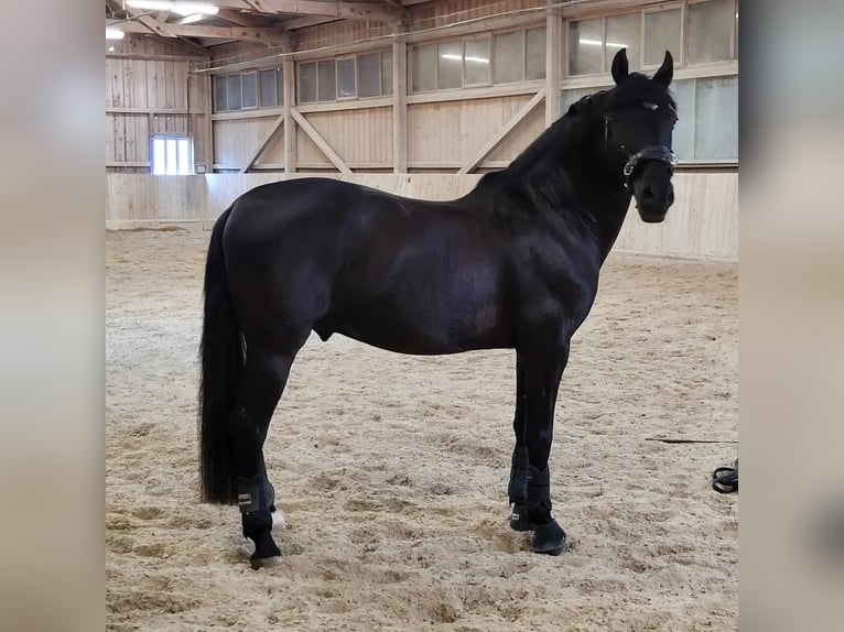 PRE Mix Gelding 10 years 15,2 hh Black in Henggart