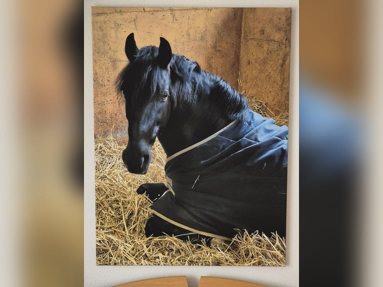 PRE Mix Gelding 10 years 15,2 hh Black in Henggart