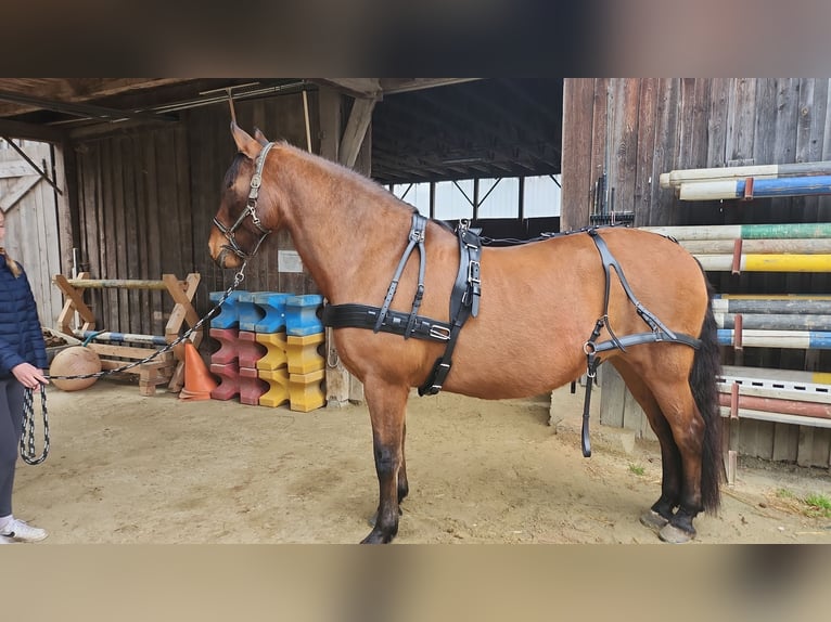 PRE Mix Gelding 10 years 15,2 hh Brown in Egglham