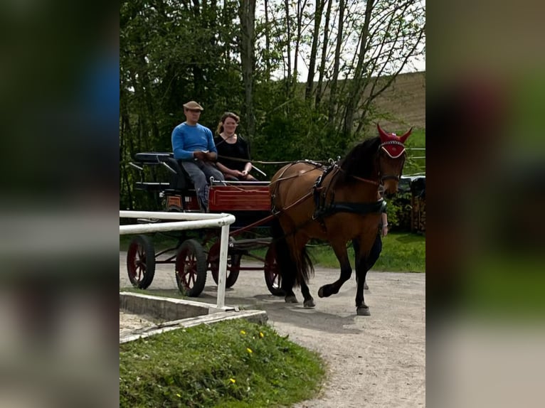 PRE Mix Gelding 10 years 15,2 hh Brown in Egglham