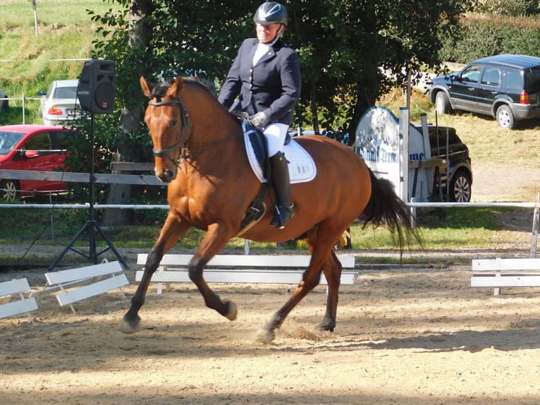PRE Mix Gelding 10 years 15,2 hh Brown in Egglham