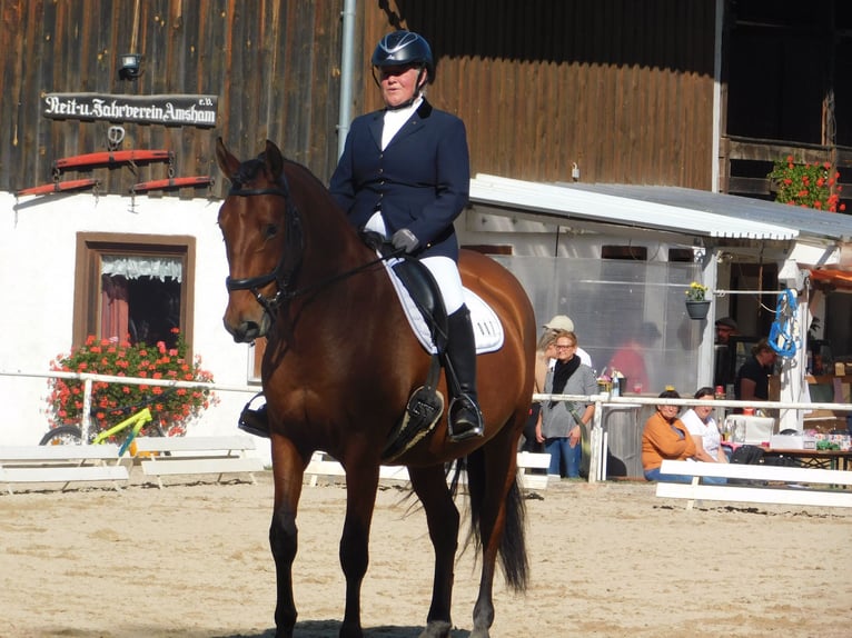 PRE Mix Gelding 10 years 15,2 hh Brown in Egglham