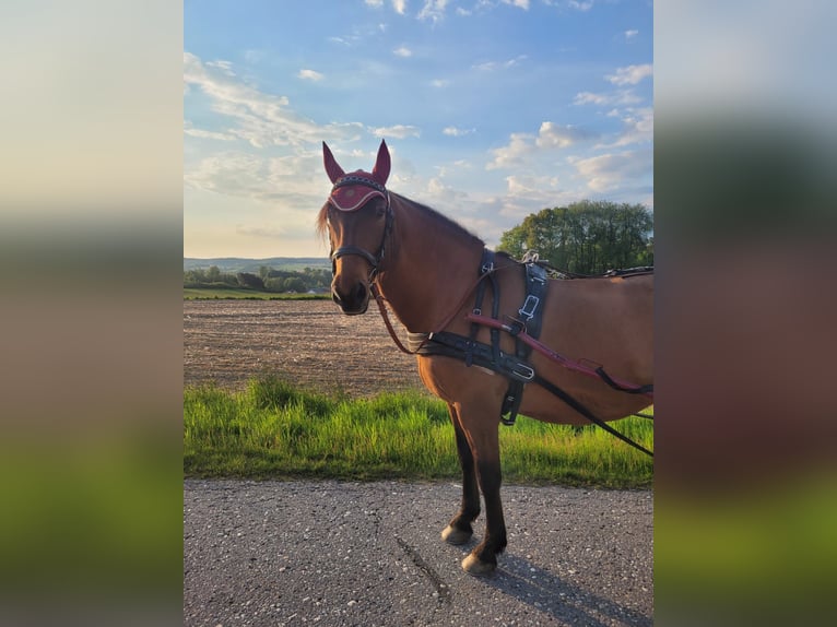 PRE Mix Gelding 10 years 15,2 hh Brown in Egglham
