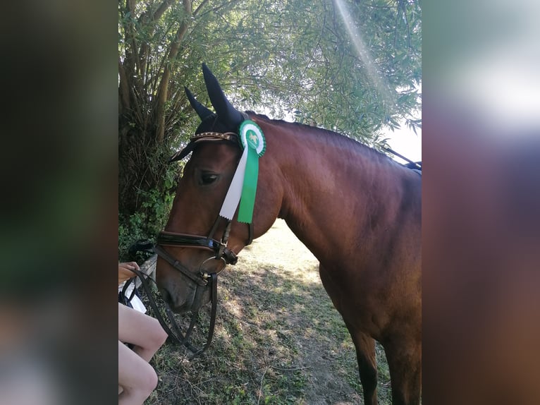 PRE Mix Gelding 10 years 15,2 hh Brown in Egglham