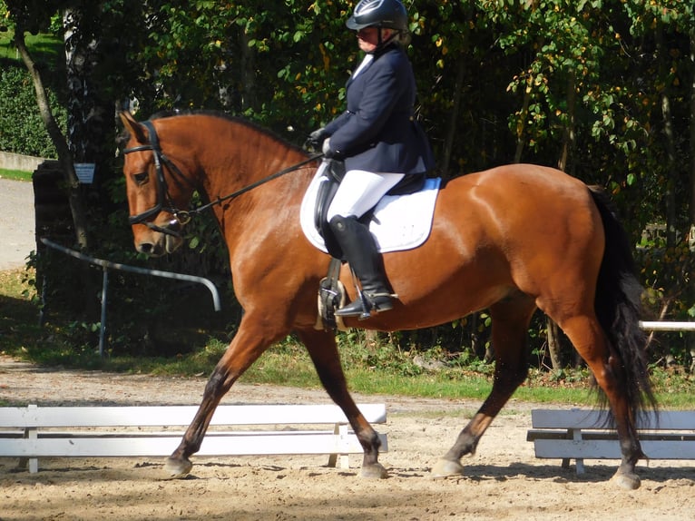 PRE Mix Gelding 10 years 15,2 hh Brown in Egglham