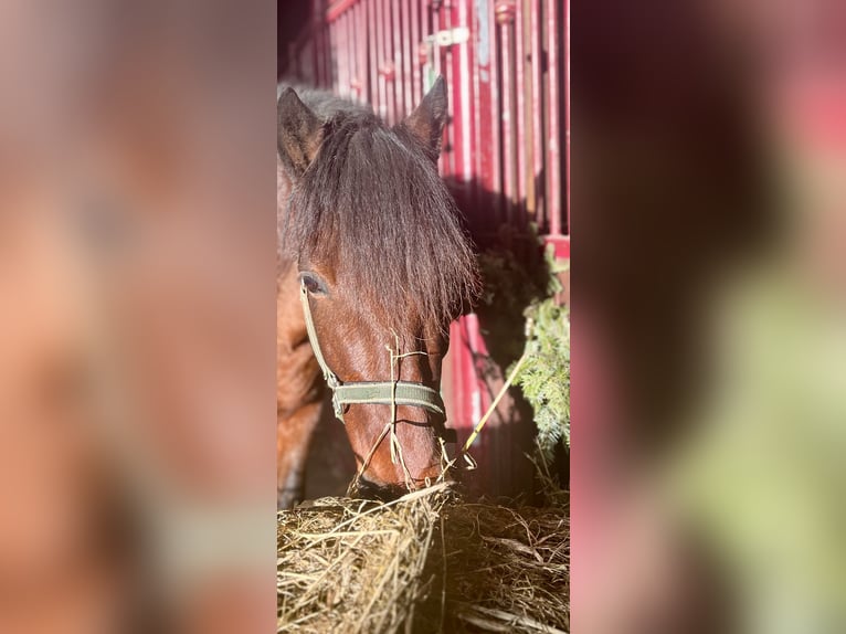 PRE Mix Gelding 10 years 15,2 hh Brown in Bad Segeberg