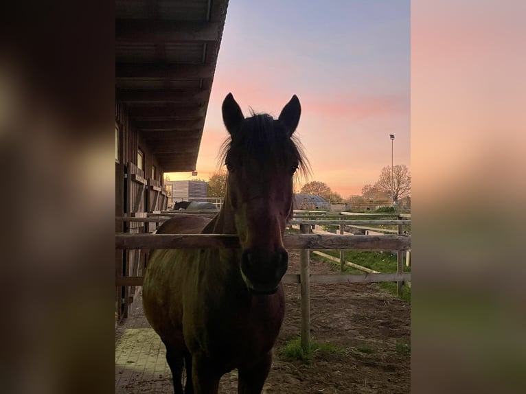 PRE Mix Gelding 10 years 15,2 hh Brown in Bad Segeberg