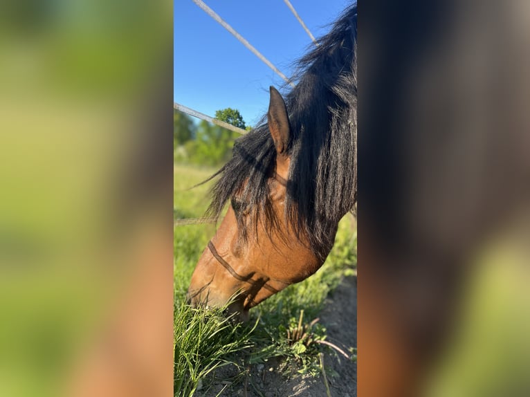 PRE Mix Gelding 10 years 15,2 hh Brown in Bad Segeberg