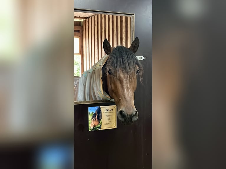 PRE Mix Gelding 10 years 15,2 hh Brown in Bad Segeberg