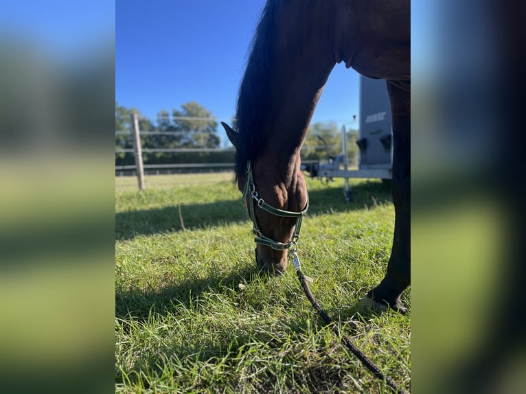 PRE Mix Gelding 10 years 15,2 hh Brown in Bad Segeberg