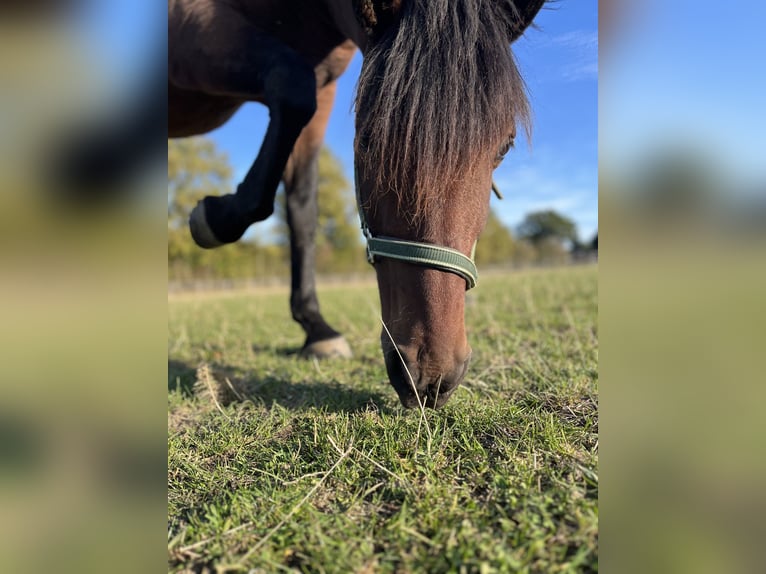 PRE Mix Gelding 10 years 15,2 hh Brown in Bad Segeberg
